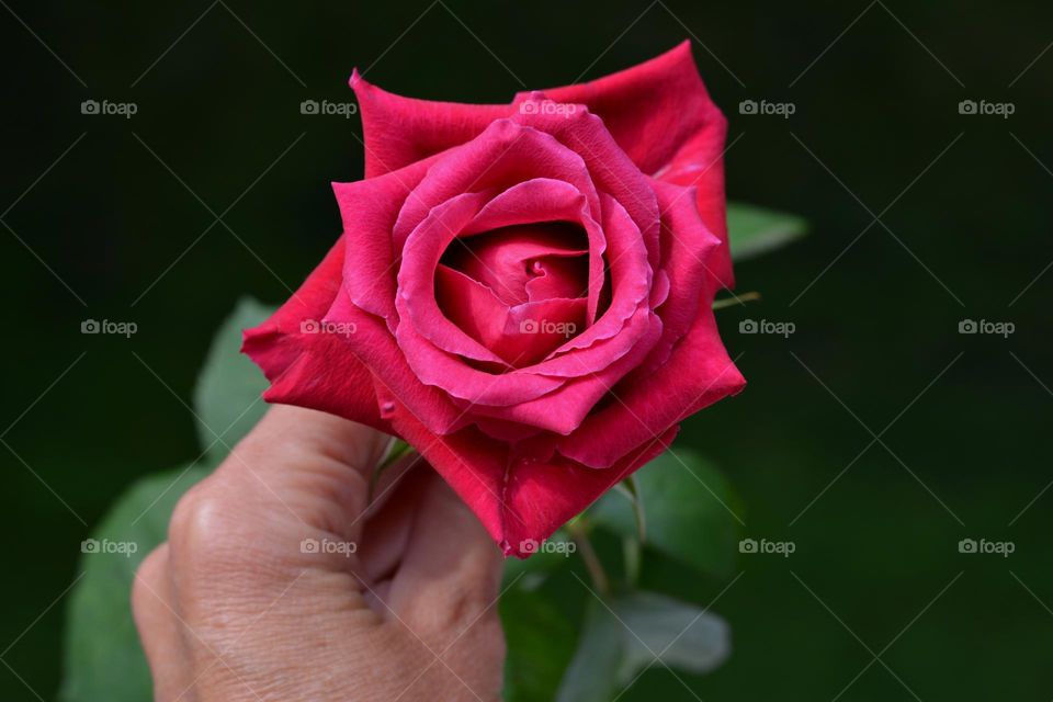 red rose and green leaves beautiful colours