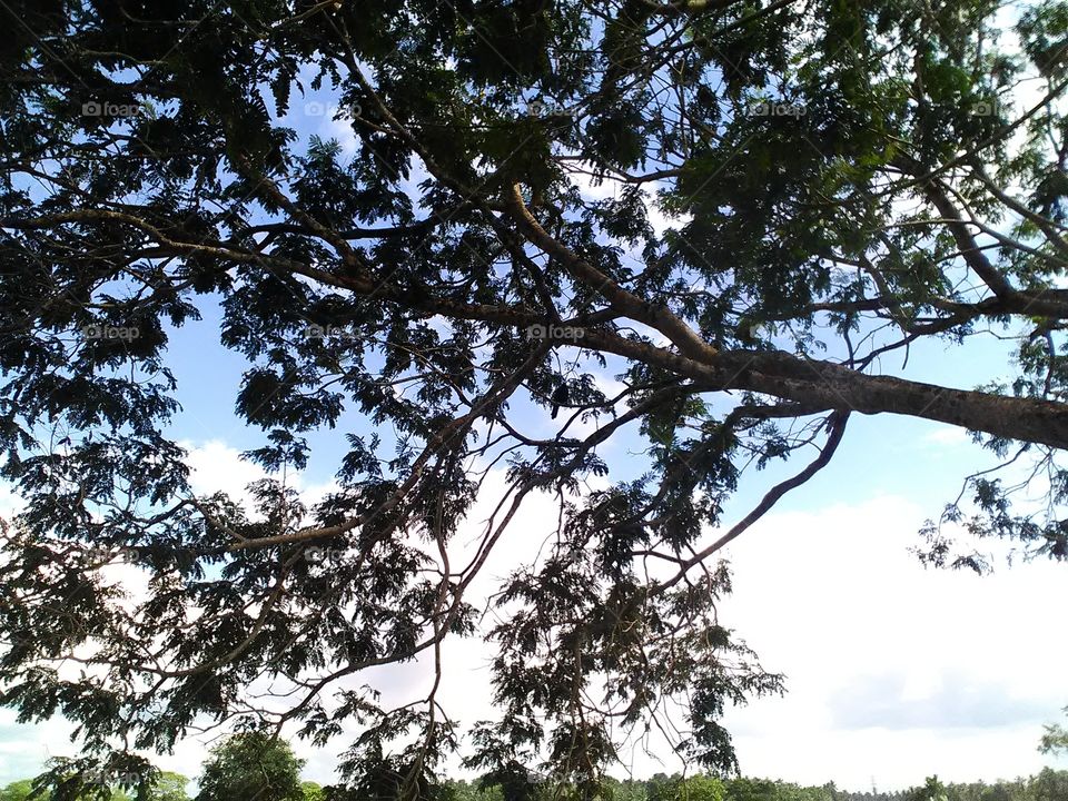 It's a beautiful tree near the lake and pddy fields.. Can see the sky through the branches 😉