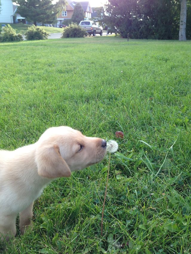 Close-up of a dog on green grass