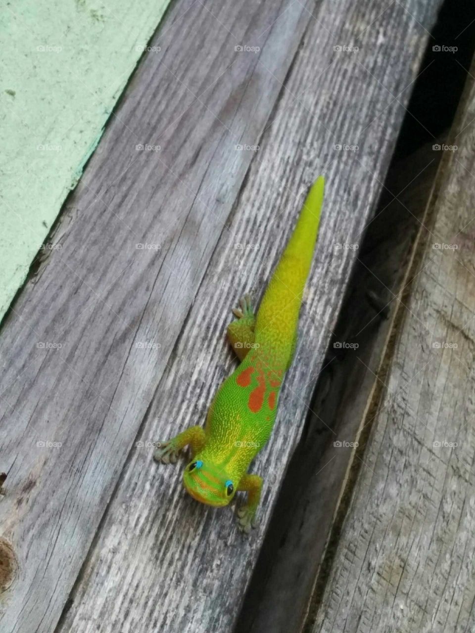 Green lizard on wood