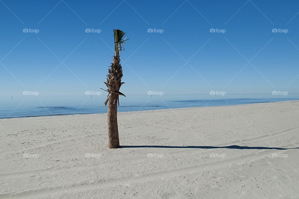 Palm tree defrocked 
