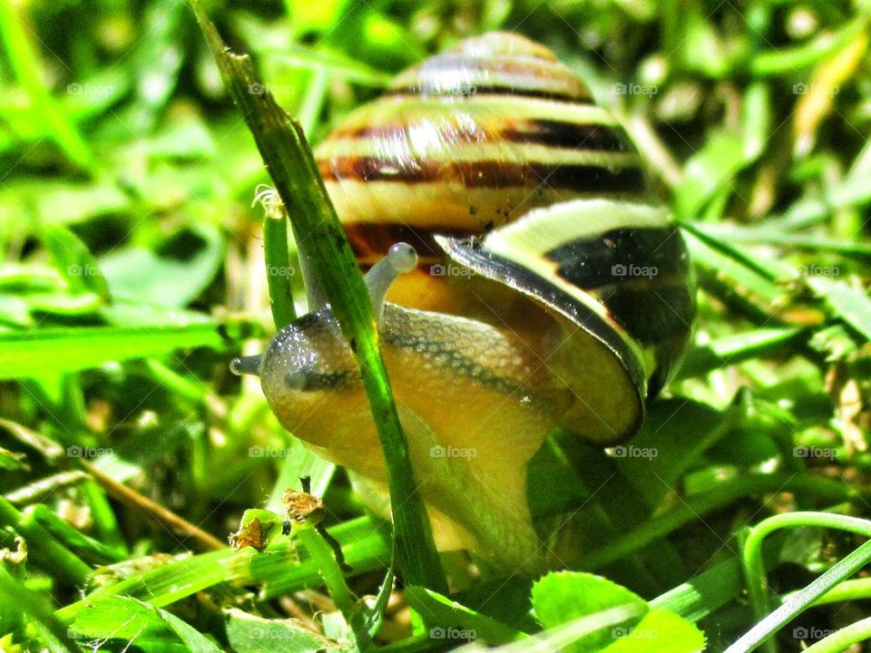 snails