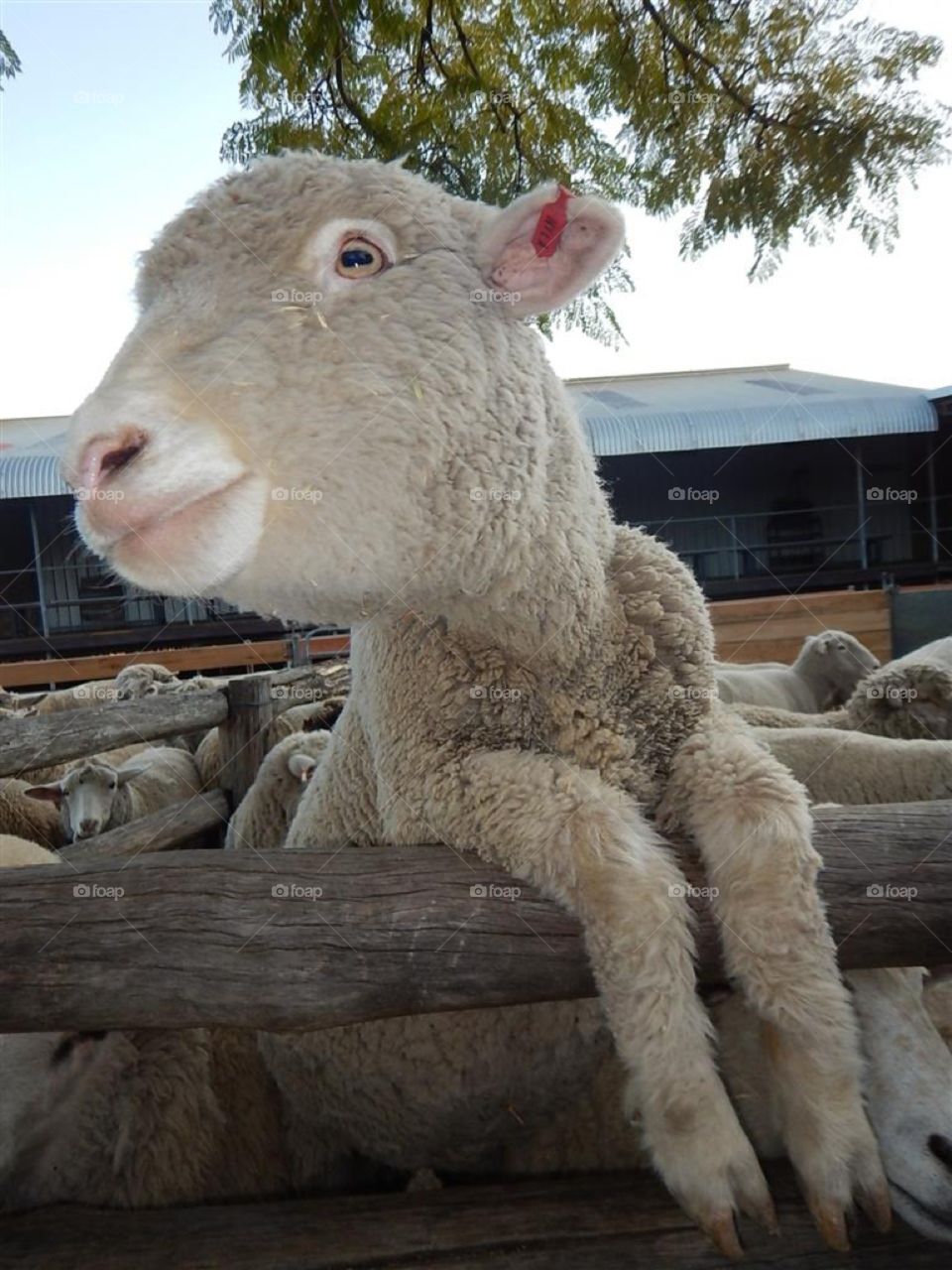 Australia sheep farm