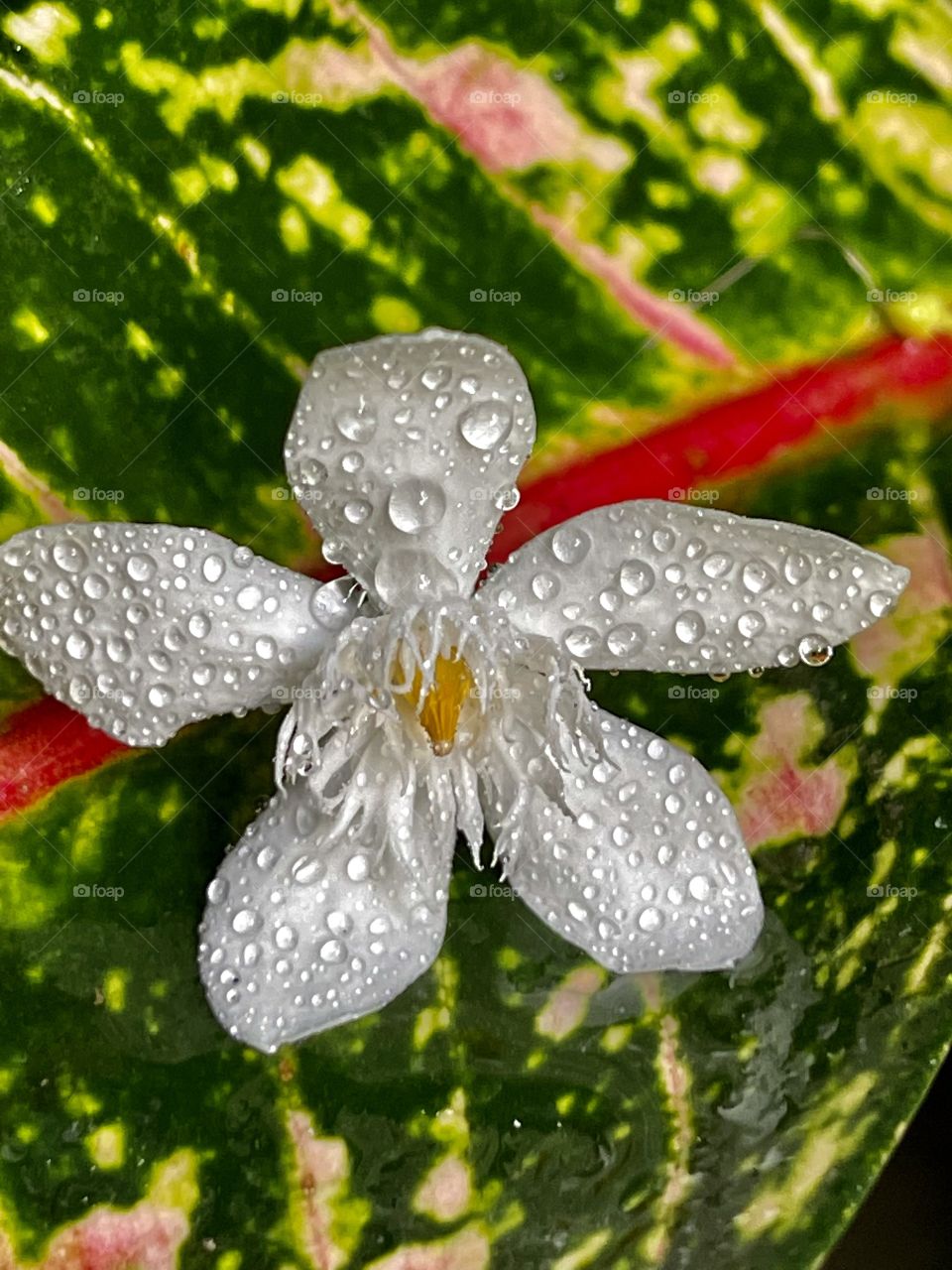 Wet tiny flower