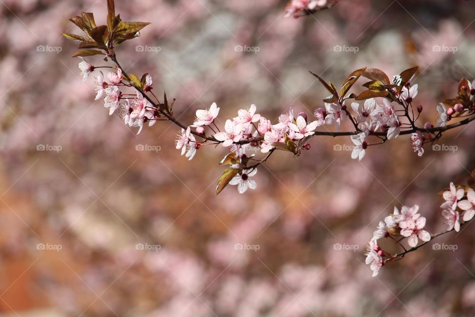 Pink spring flowers