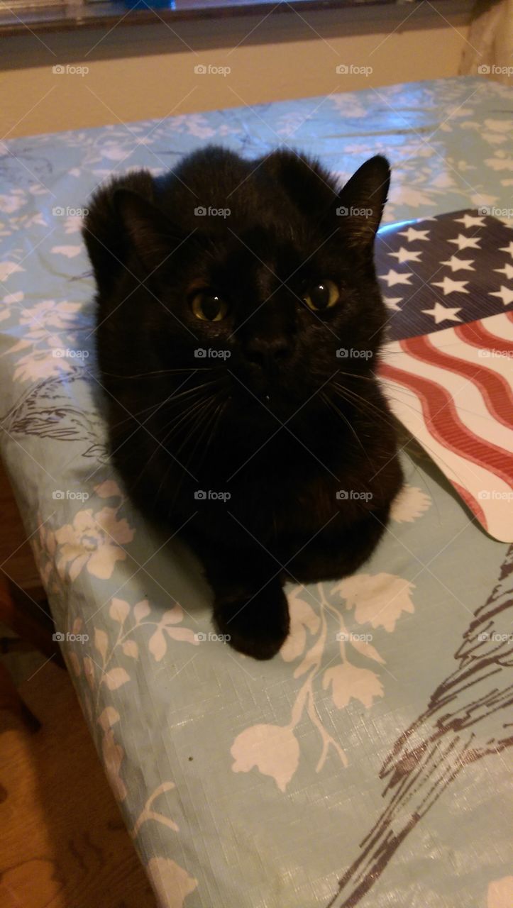 Cat, Mammal, One, Portrait, Cute