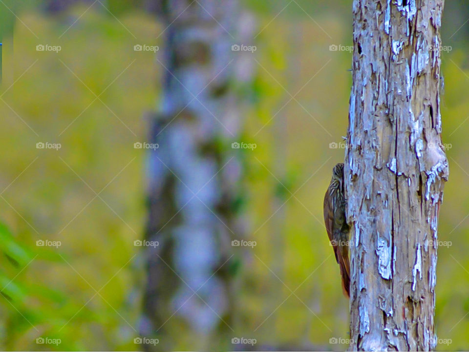 Birds behind the tree