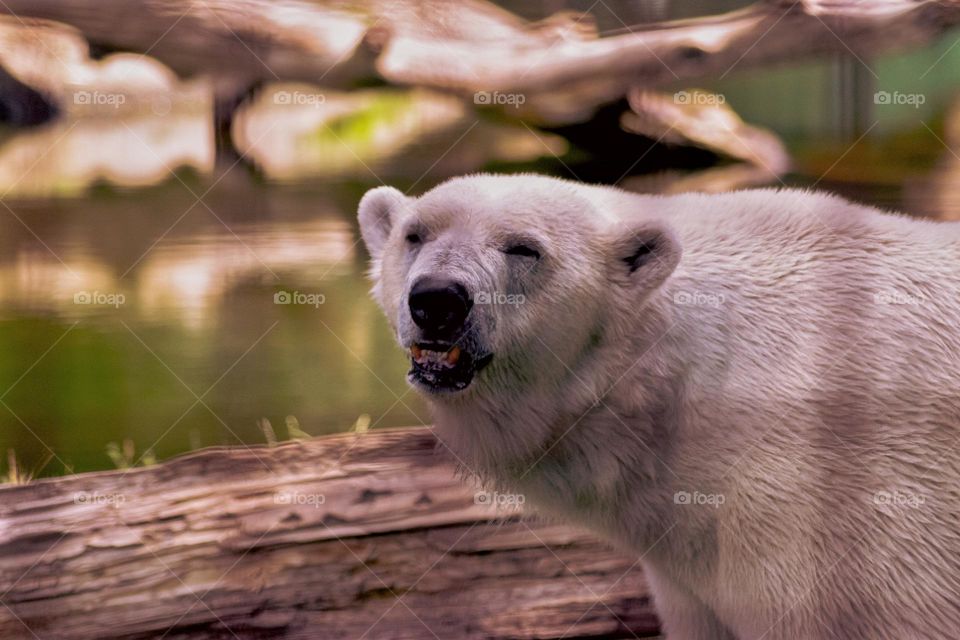 Happy polar bear