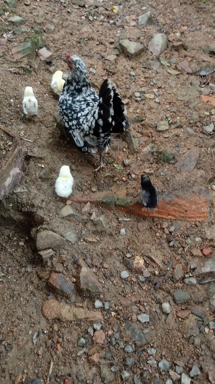 GALINHA PINTINHOS RURAL