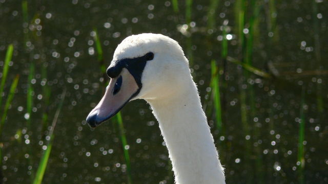 Schwan