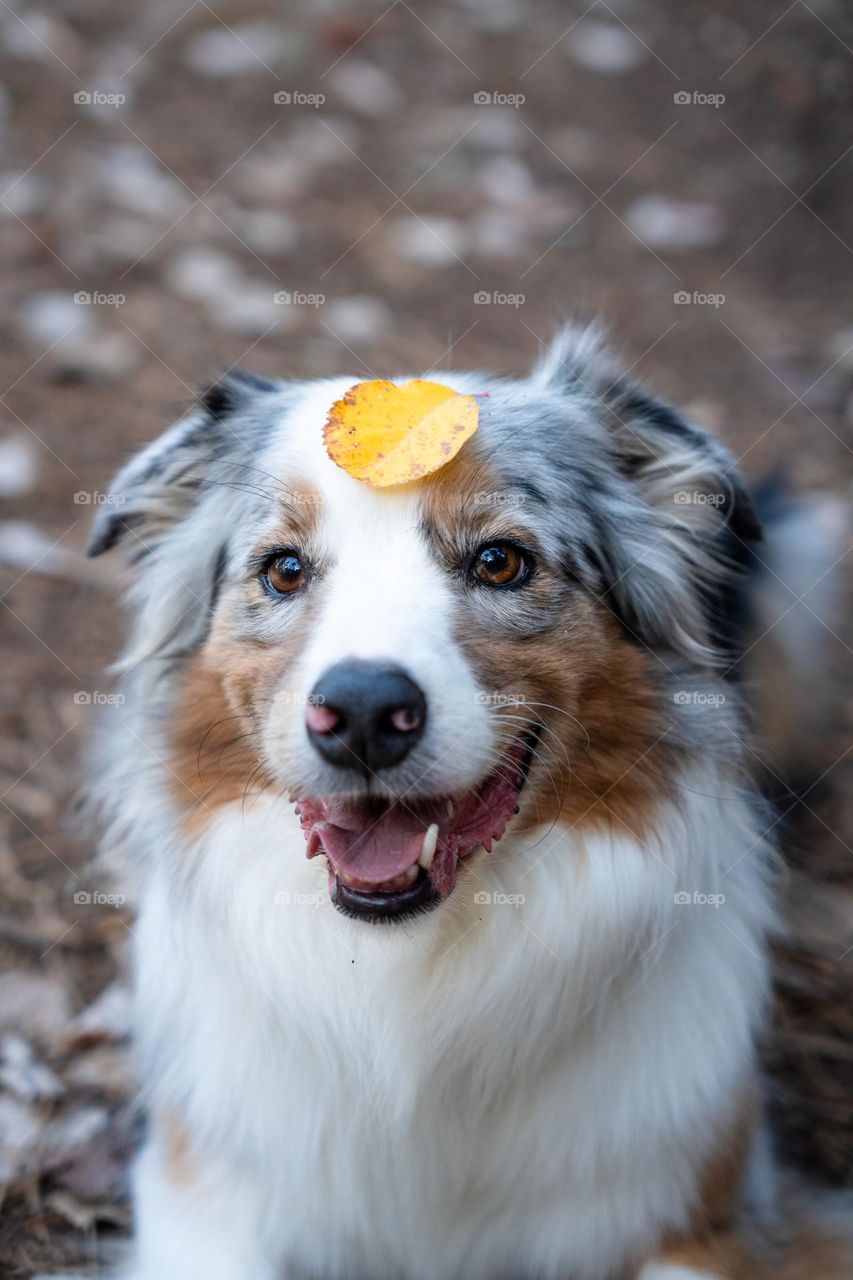 Cute dog with an yellow leaf on its head. Australian Shepherd