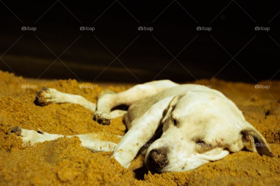 Sweet dream - Pattaya,Thailand