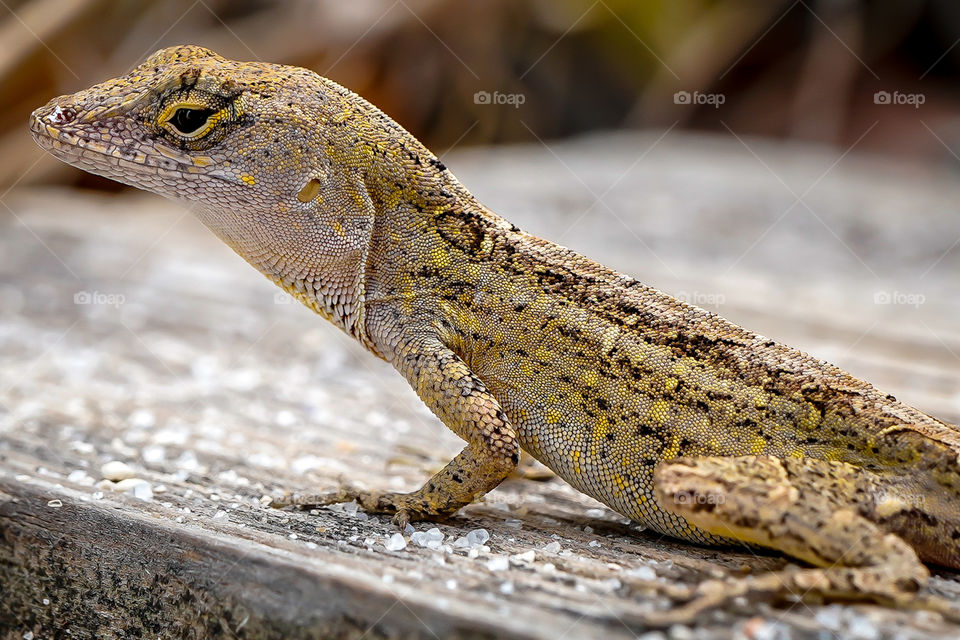 Florida Lizard