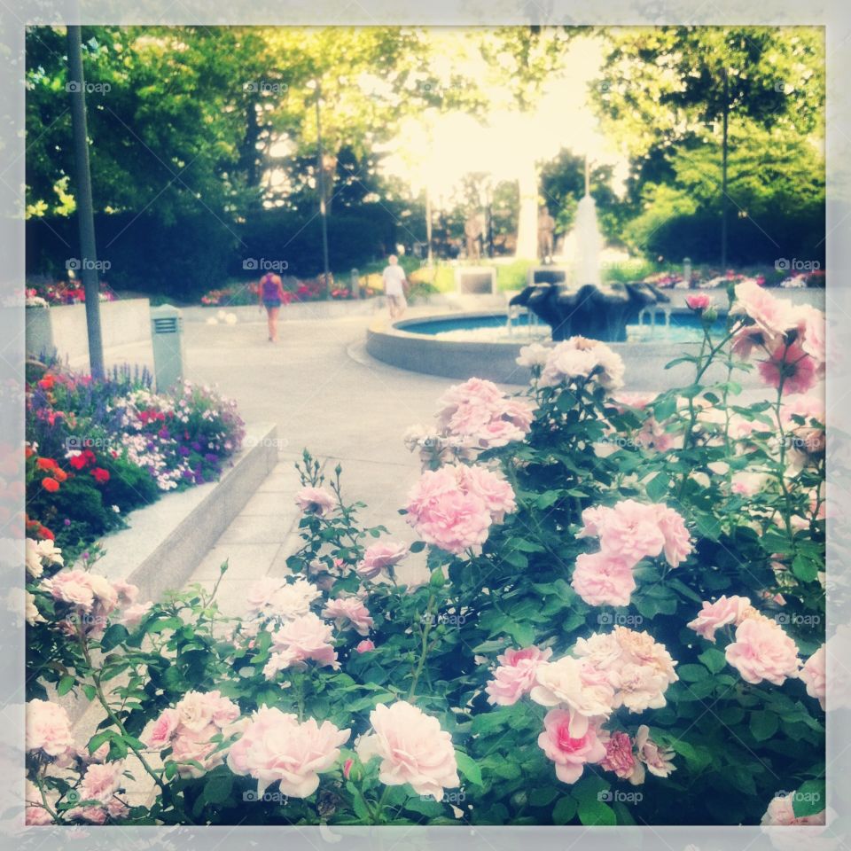 Rose Garden
