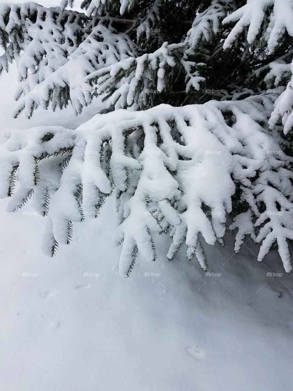 snow-covered pine branch