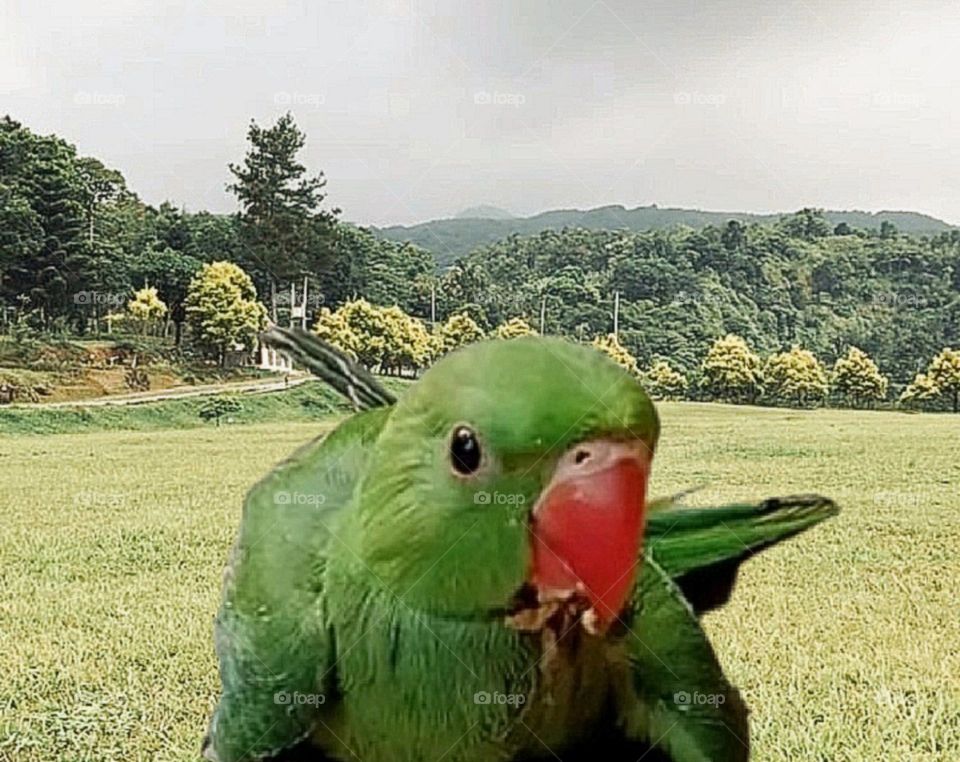 A beautiful and cute parrot in the ground.