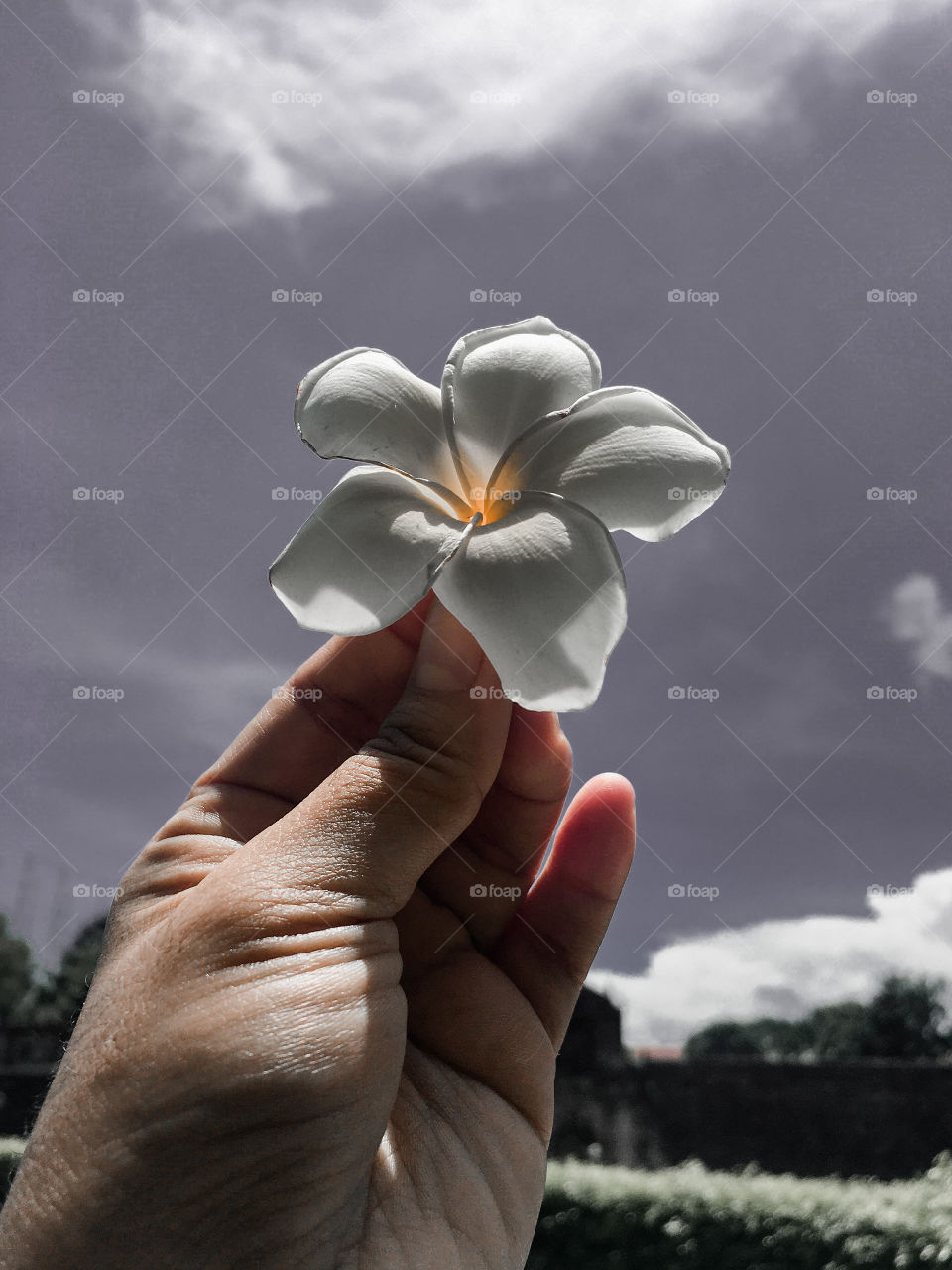 Frangipani Flower From Philippines