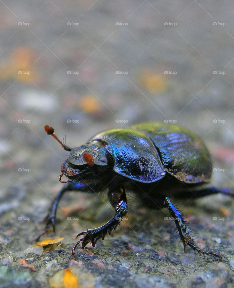 beetle