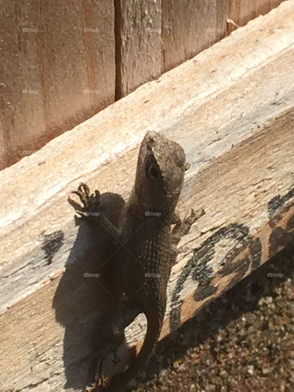 A baby blue belly lizard from the backyard saying Hi!