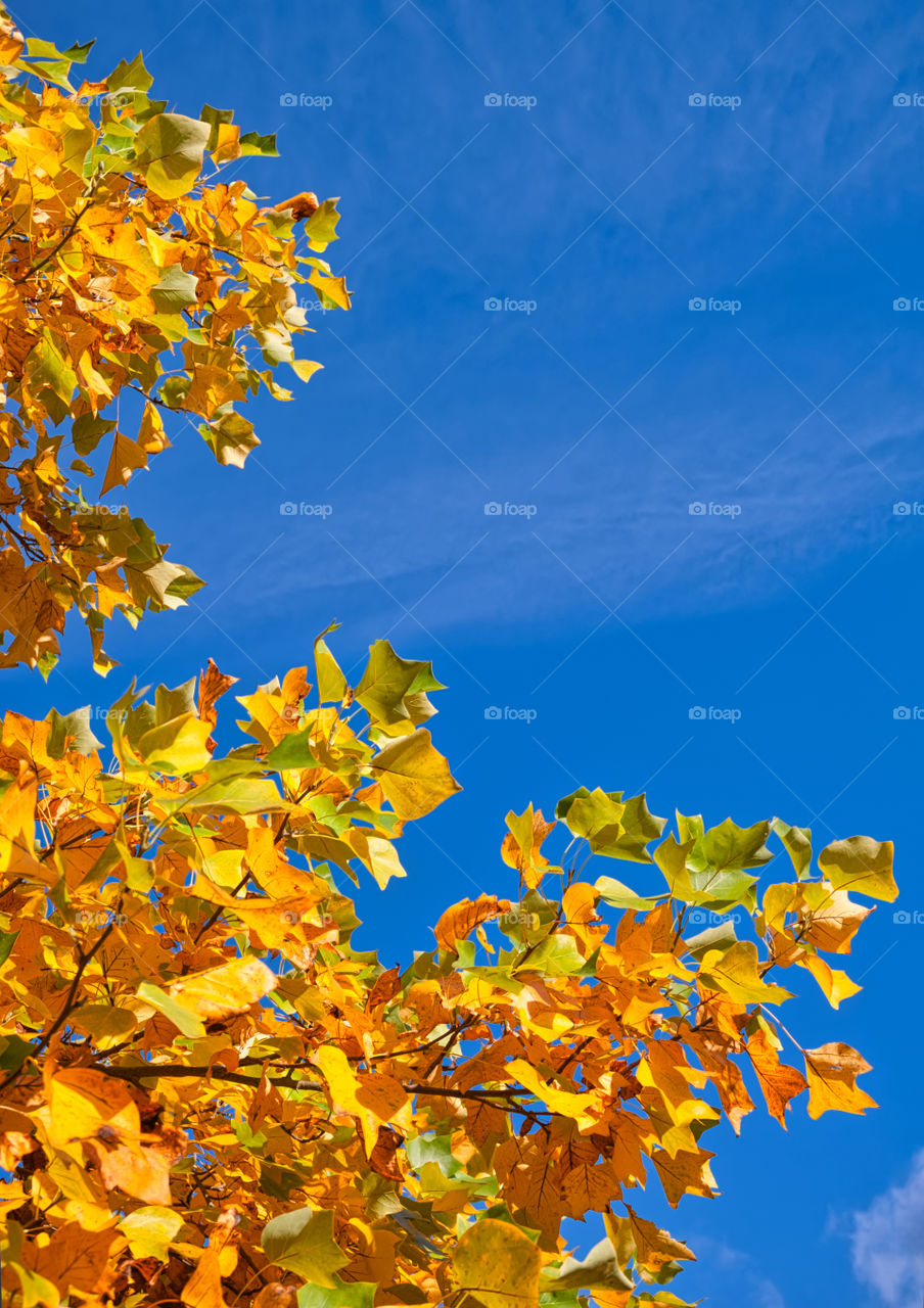 Fall leaves against blue sky.