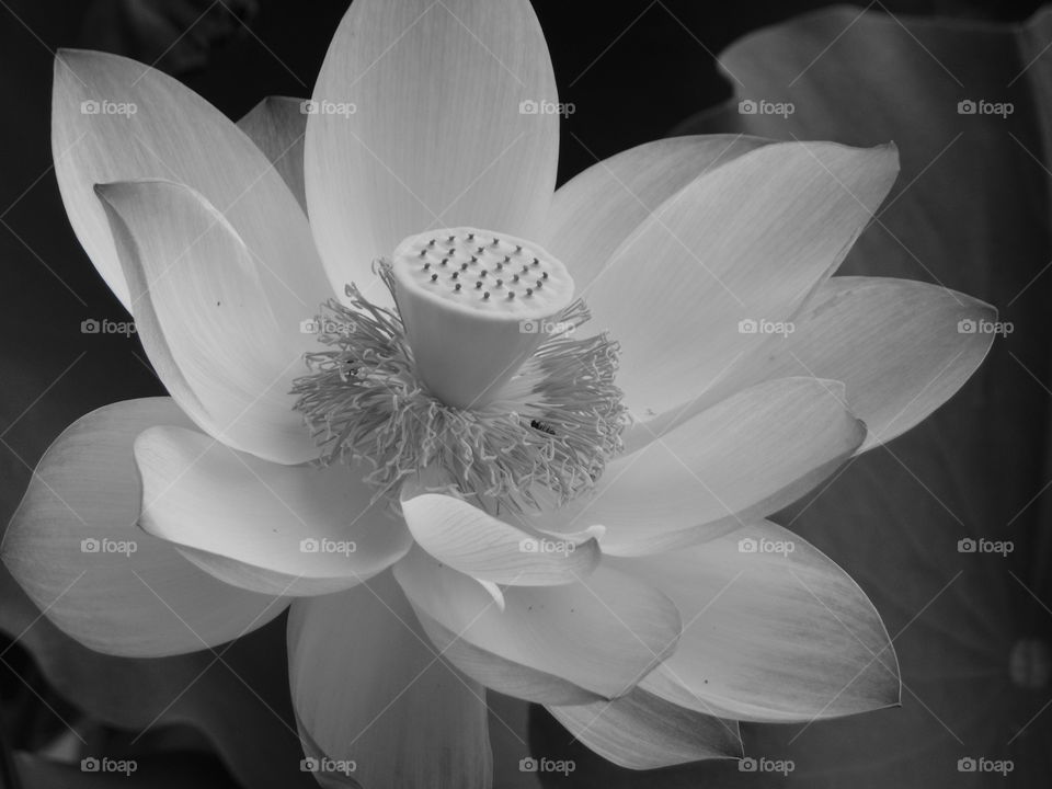 black and white lotus flower blossoming in a duck pond
