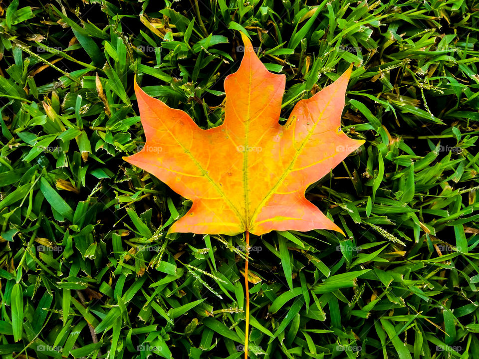 Fall Maple Leaf On Grass Background