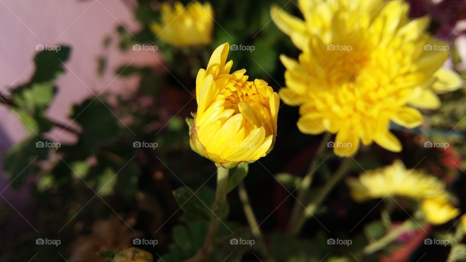 yellow flower