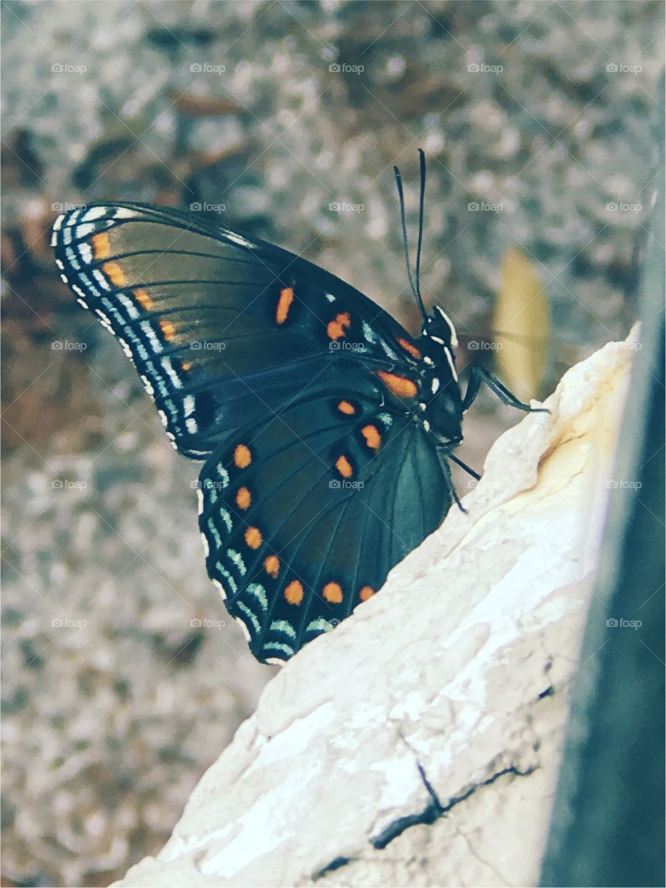 My butterfly 