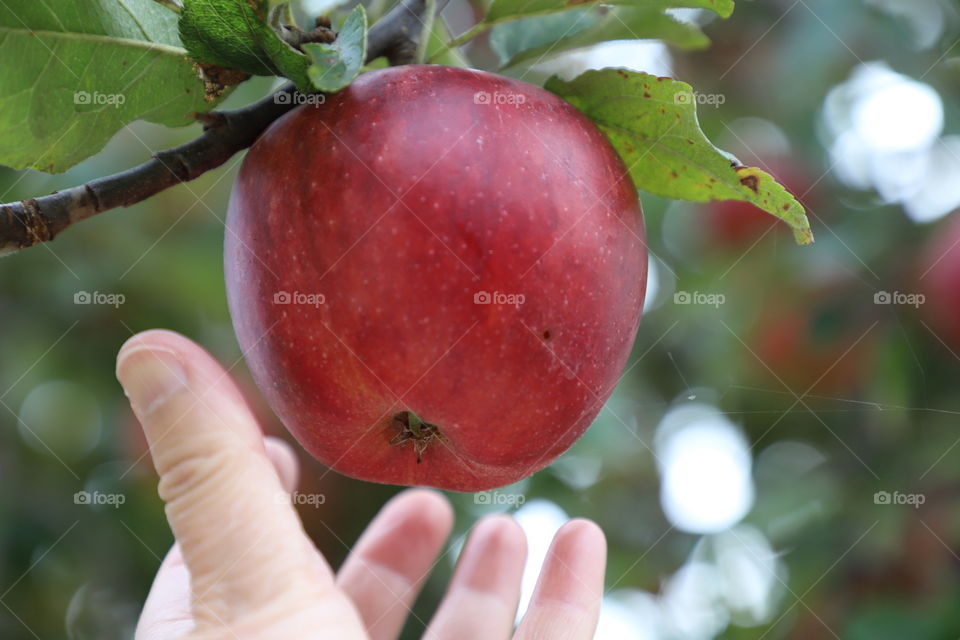 Apple on a tree ready to fall down 