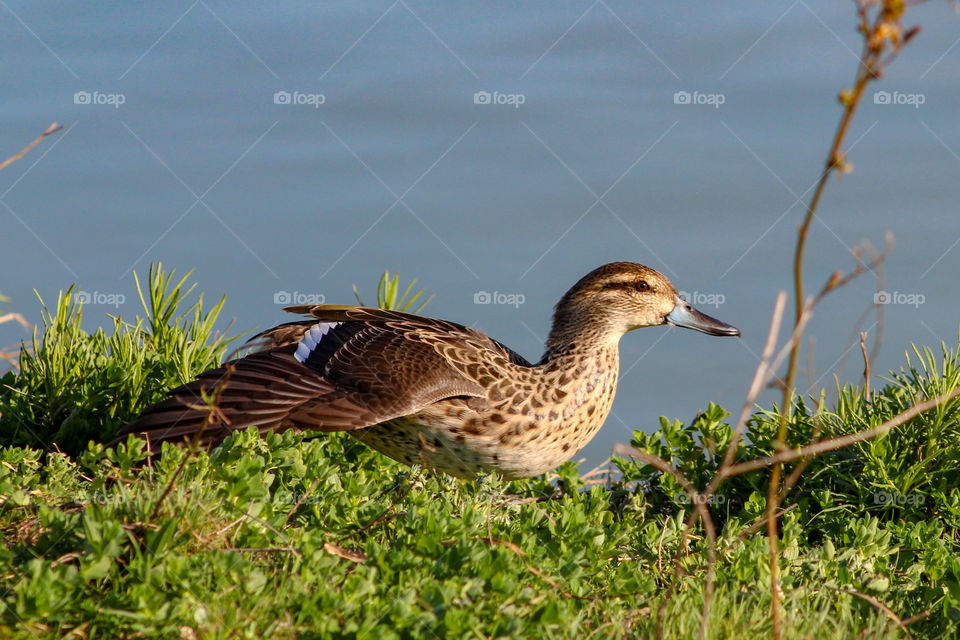 Blue-billed duck