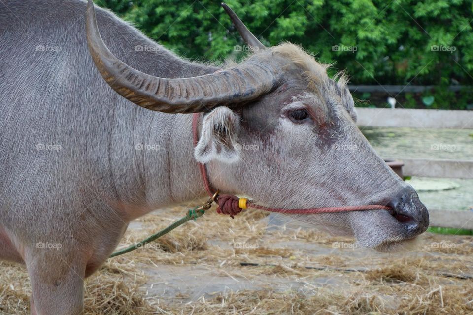 Thai buffaloes are tied to a wooden pole. The ground had straw for eating and sleeping.