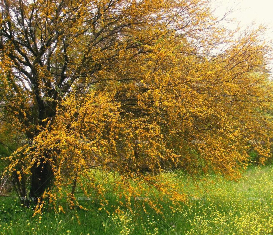 Goldenball leadtree
