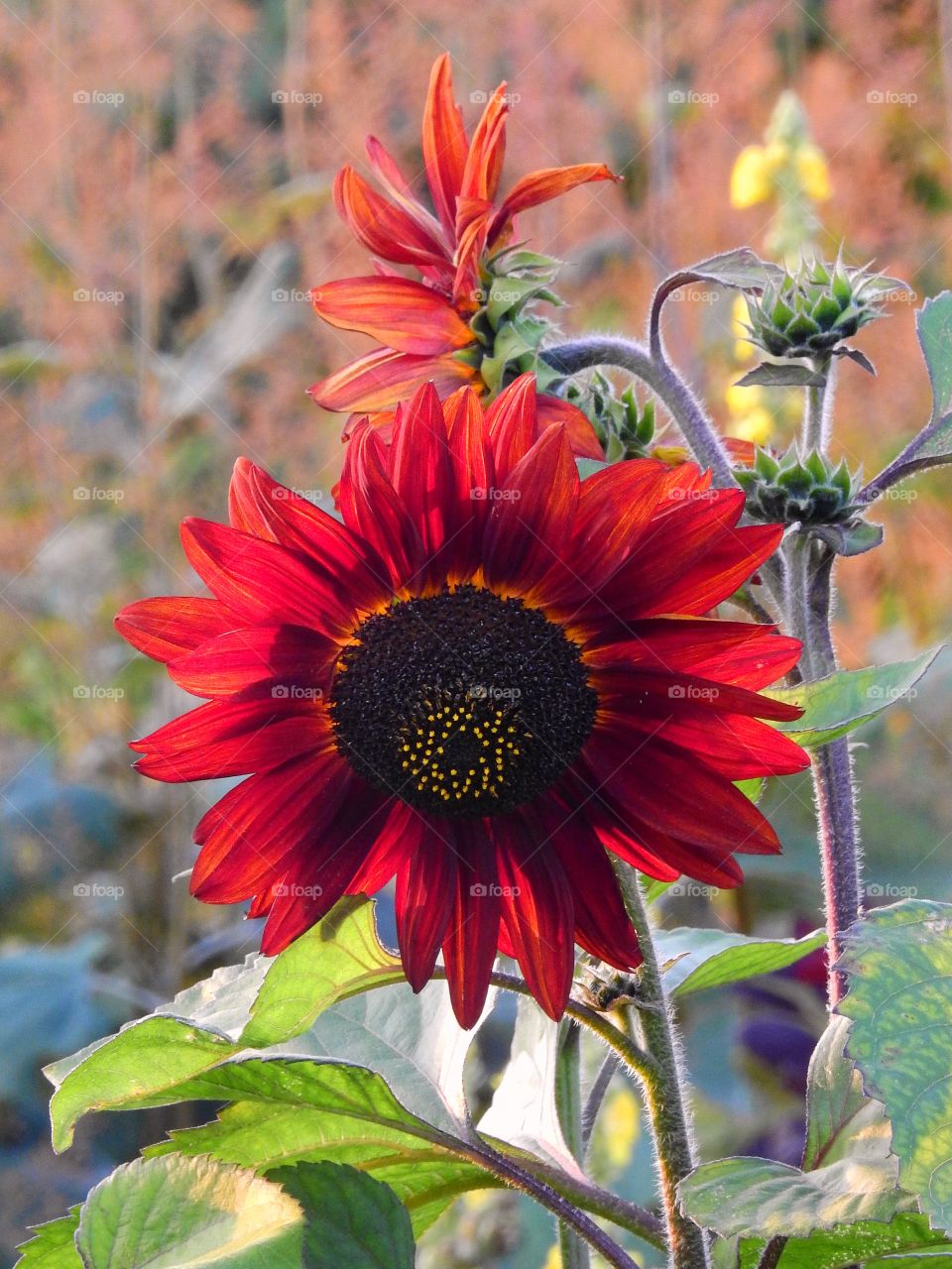 Red sunflower