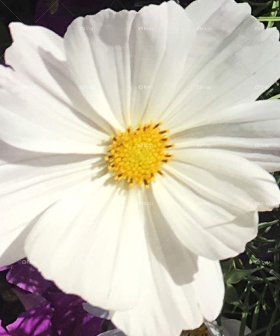 White flower in bloom in Colorado 