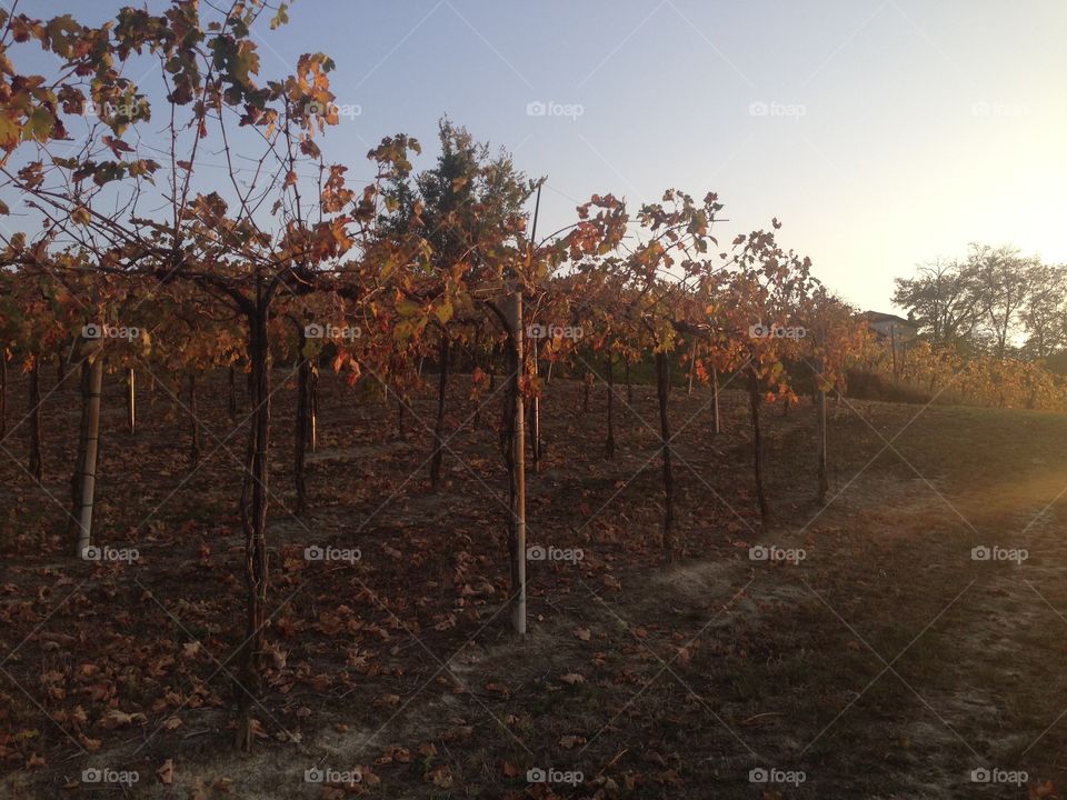 Plantação de uva para produção de vinhos - Rovescala - Itália 