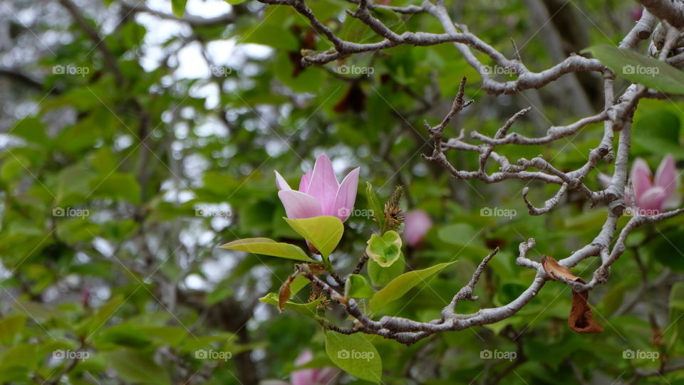 Pink magnolia flower