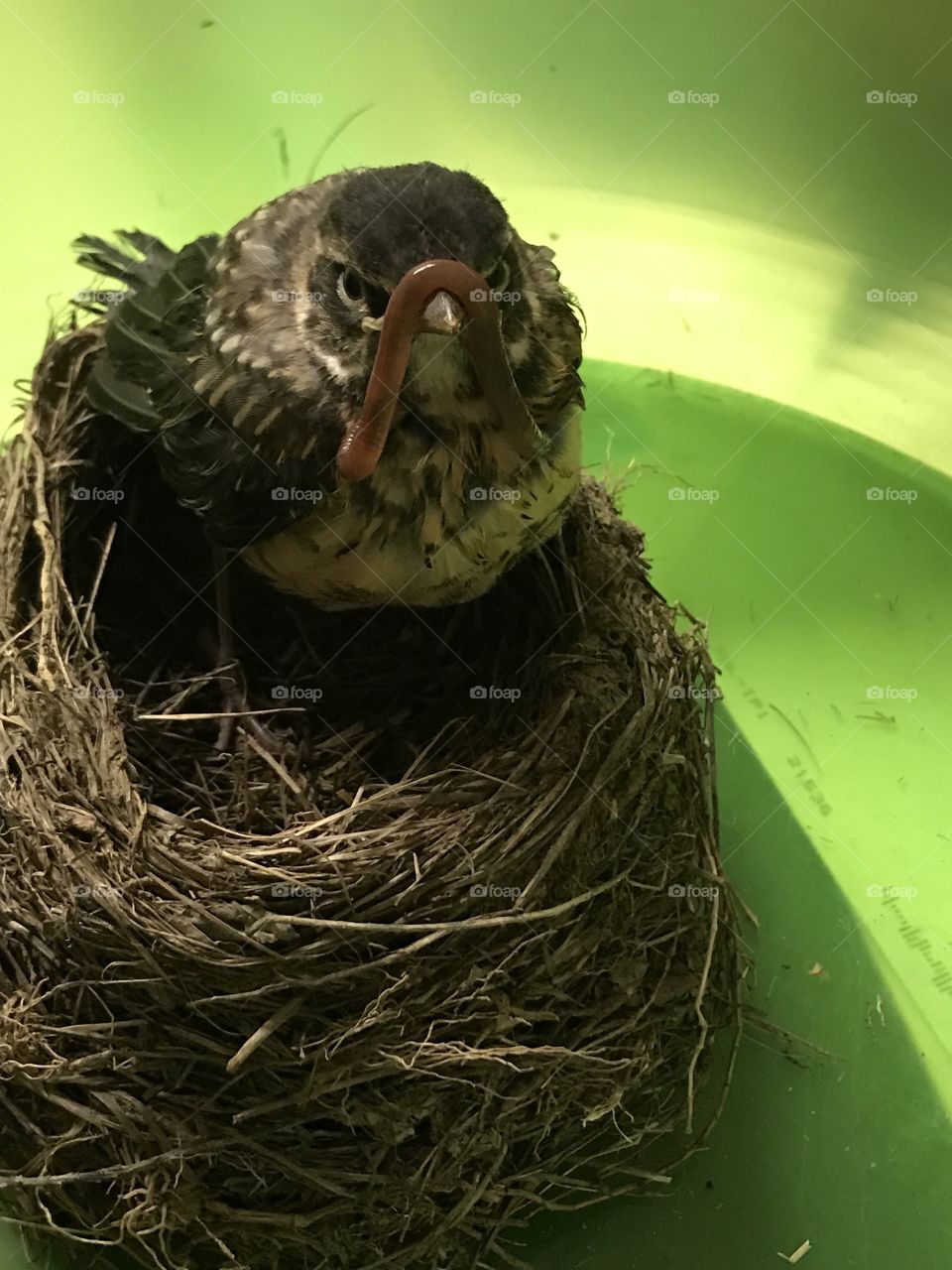 Silly baby bird with a worm wrapped around its beak. 