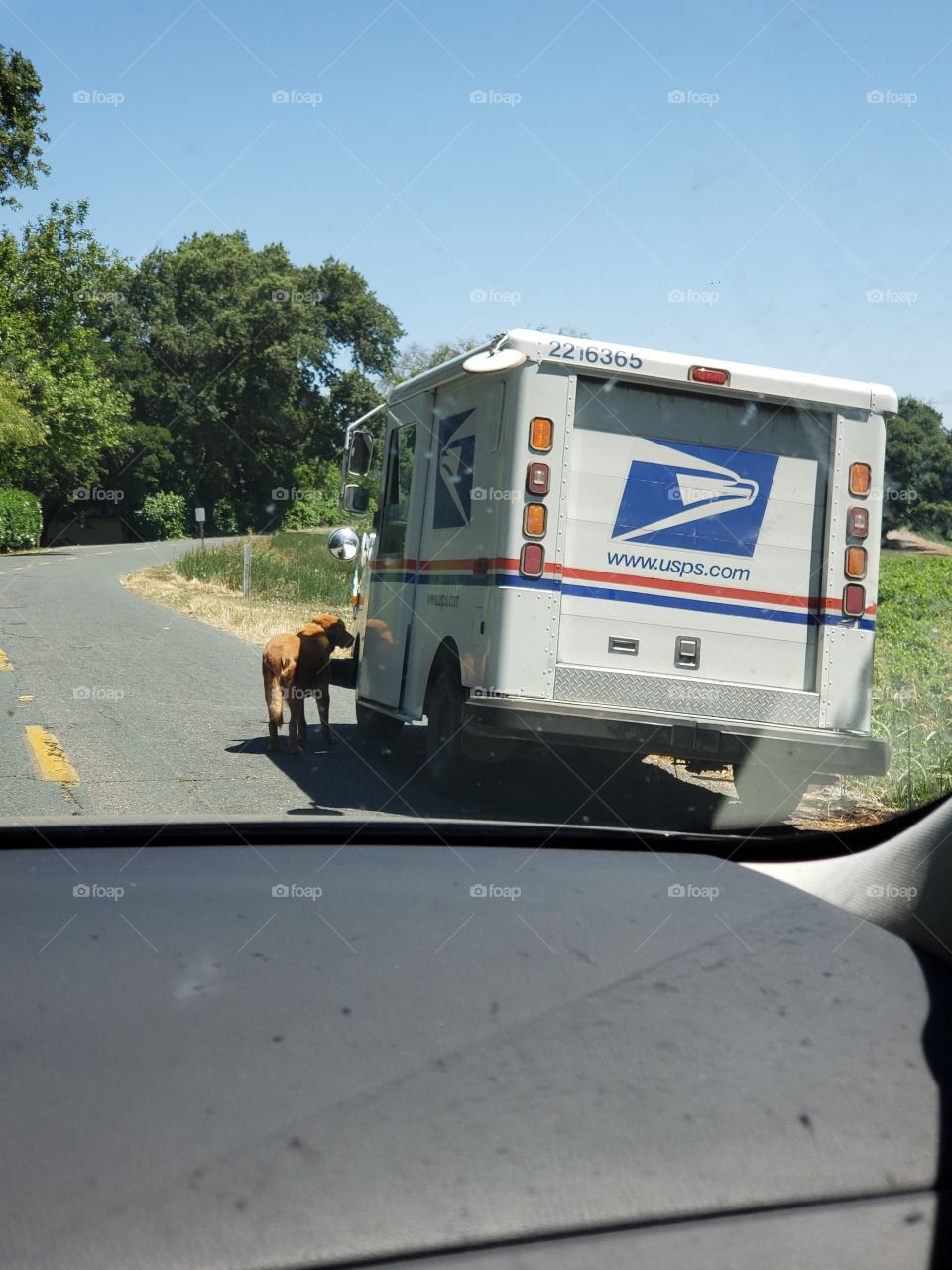dog greeting the mail person