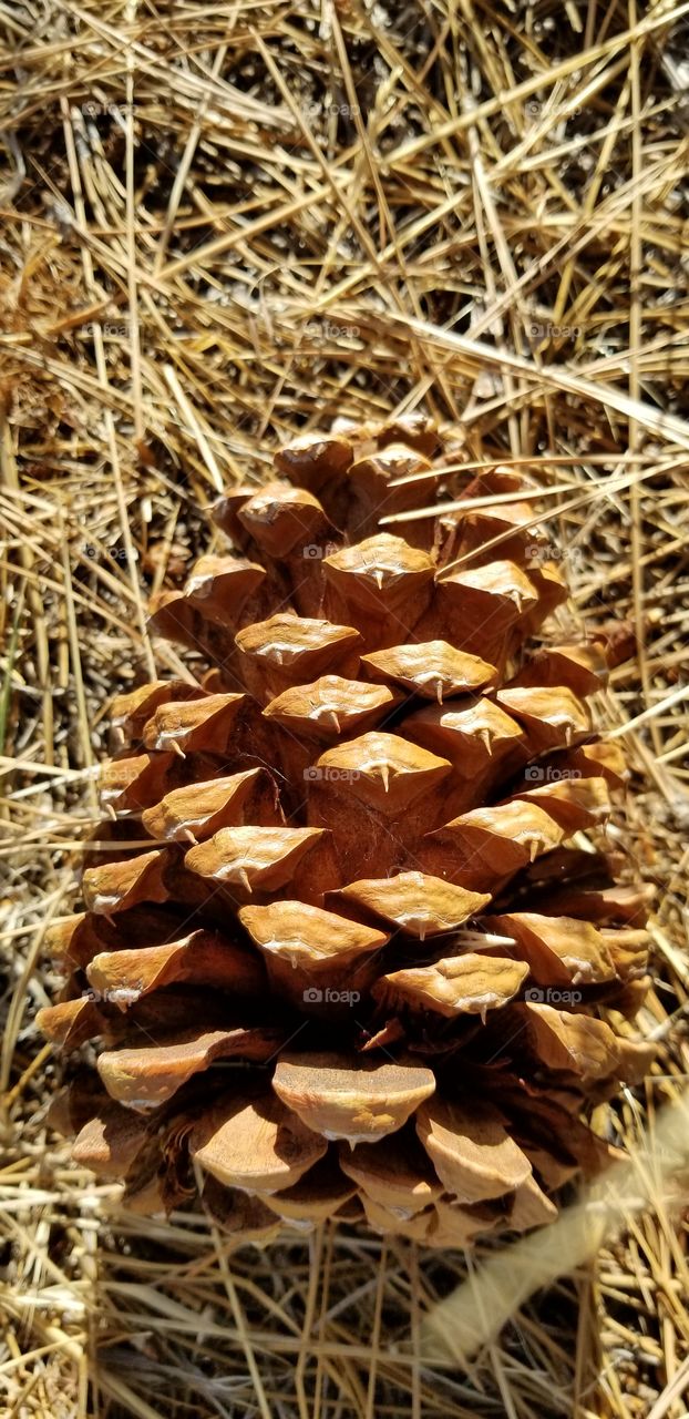 Pine Cone