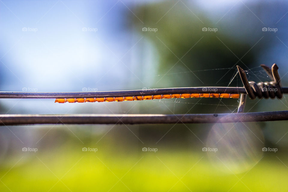 orange eggs in a row on a metal wire