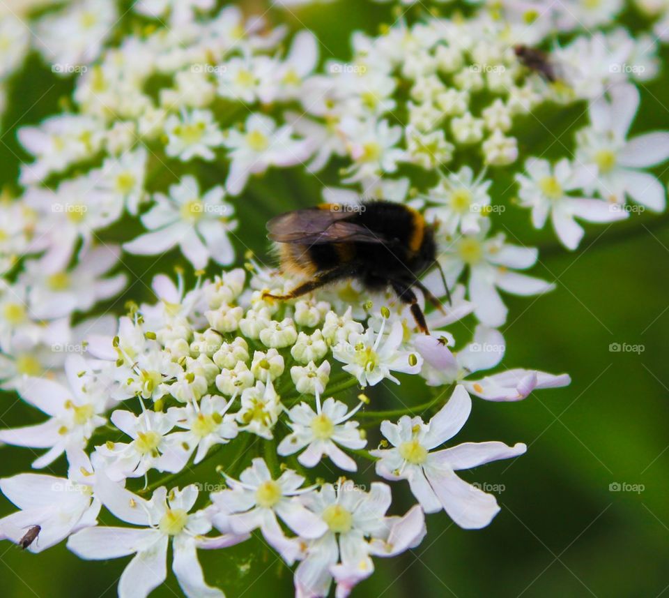 Buzzy busy bee