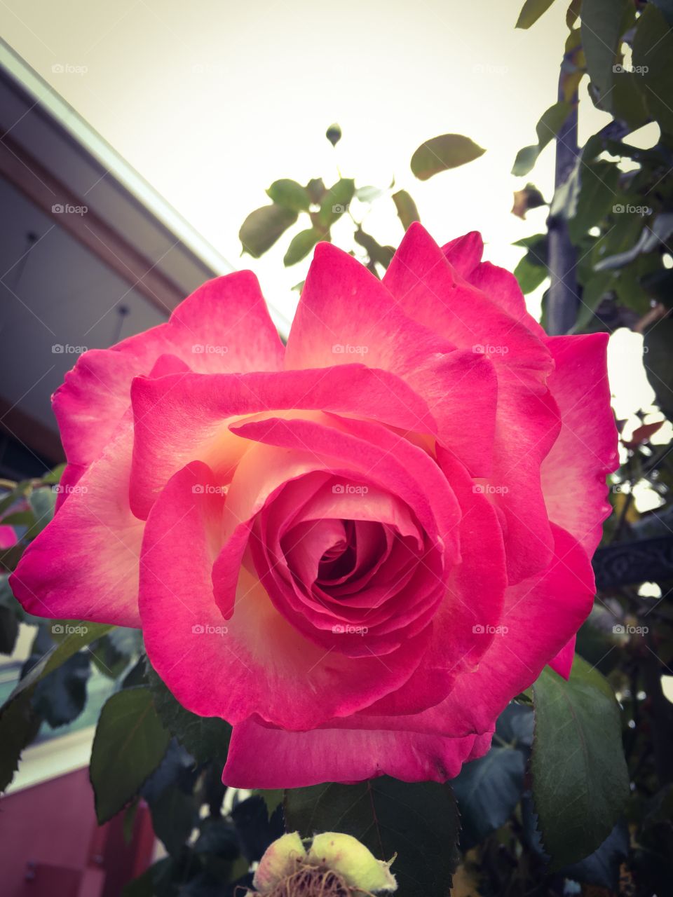 Pink rose