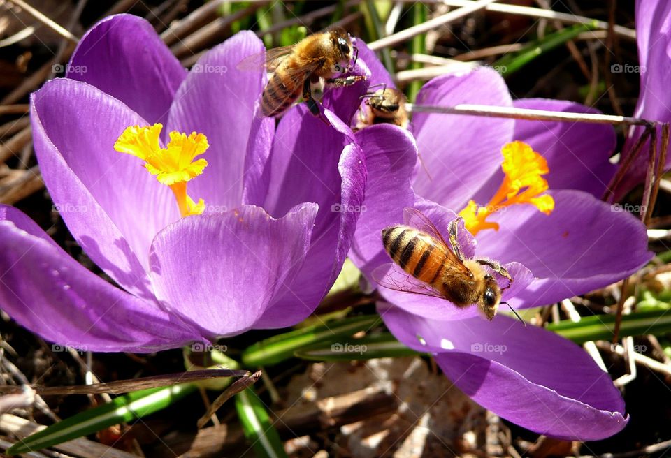 Bees on crocus flower