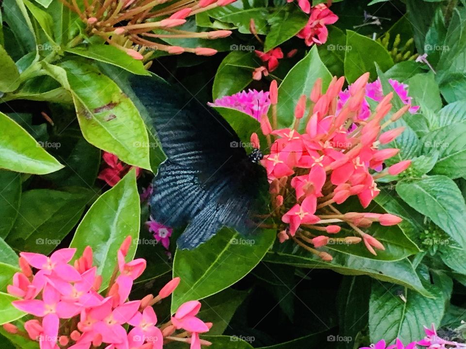 Butterfly on flowers in the Singapore airport butterfly enclosure 