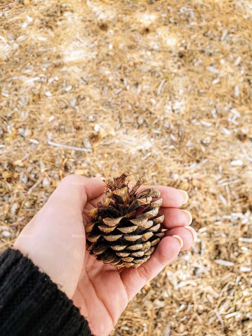 pinecone