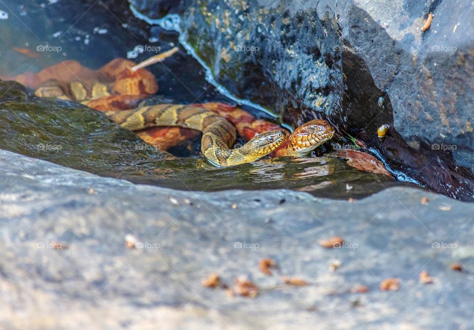 Two water snakes
