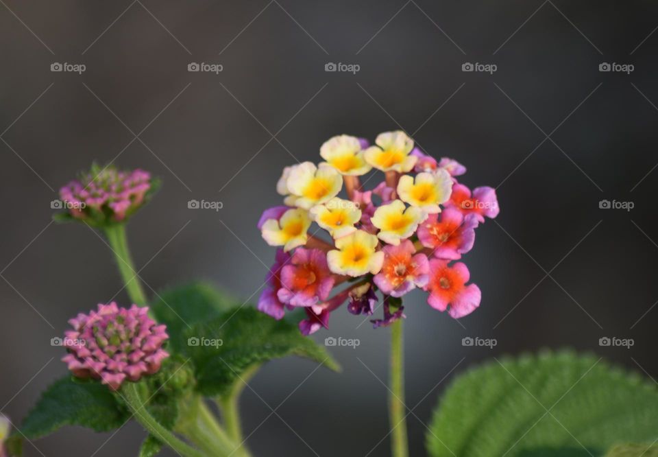 West Indian Lantana
Lantana camara is a species of flowering plant within the verbena family