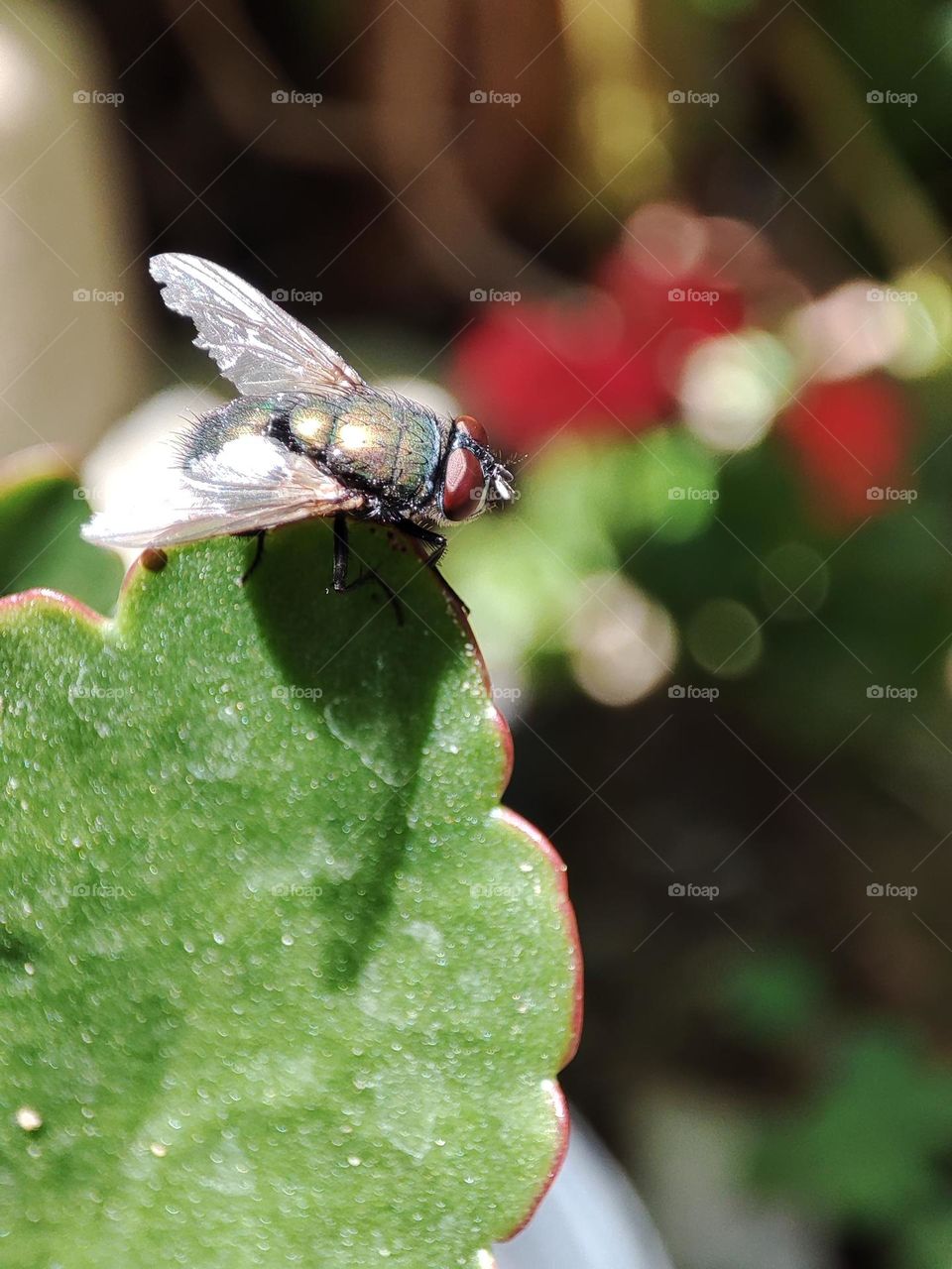 A fly on a plant