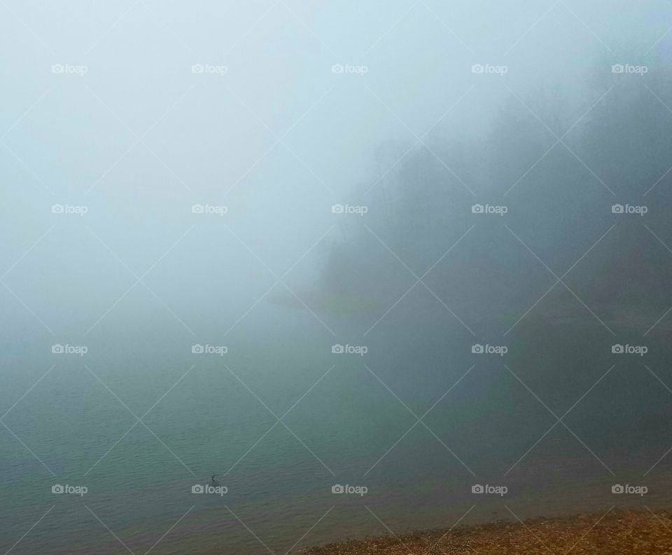 loon surrounded by mist