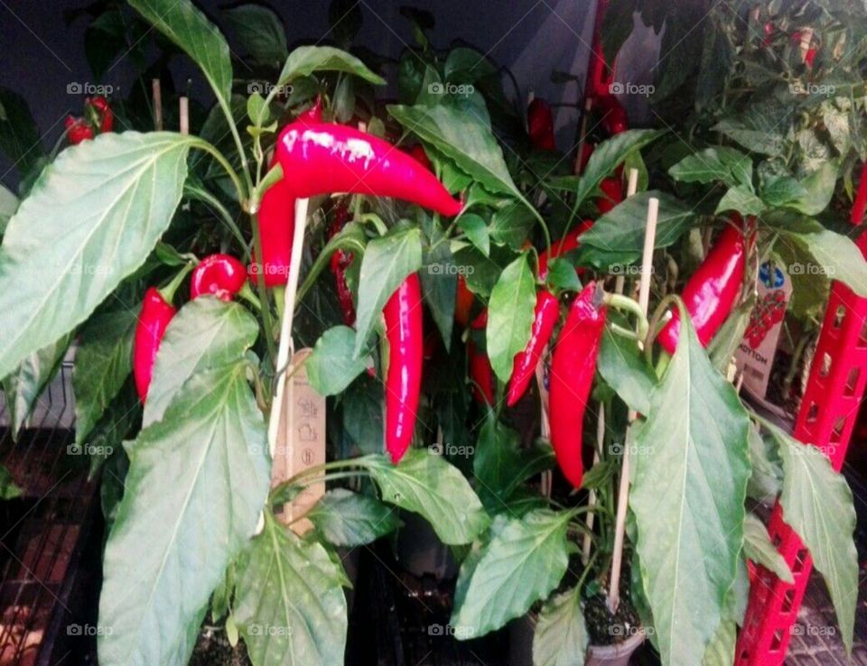 chillies
